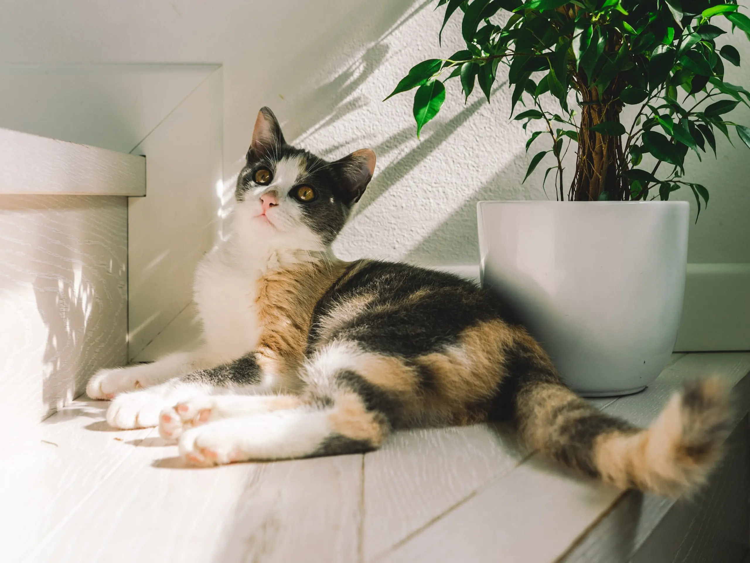View of Understanding the 5 stages of lymphoma in cats